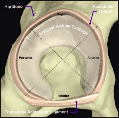 internal rotation flexion axila compression test|Diagnosis of Acetabular Labral Tears .